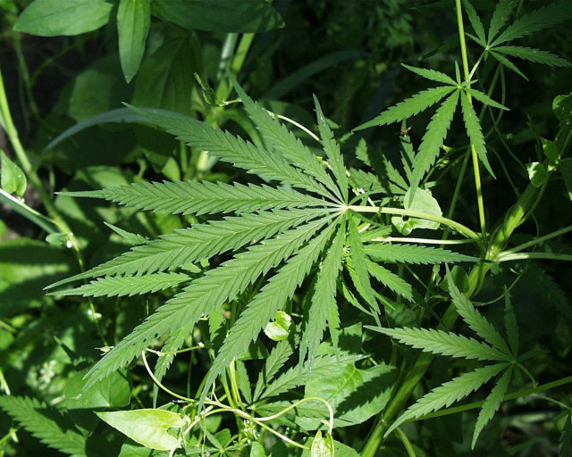 Canada Senate passes Cannabis Act to legalize marijuana