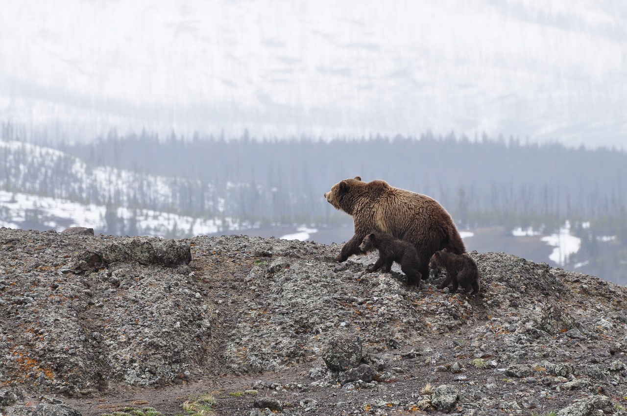 Federal judge blocks first northwest grizzly hunt in 44 years