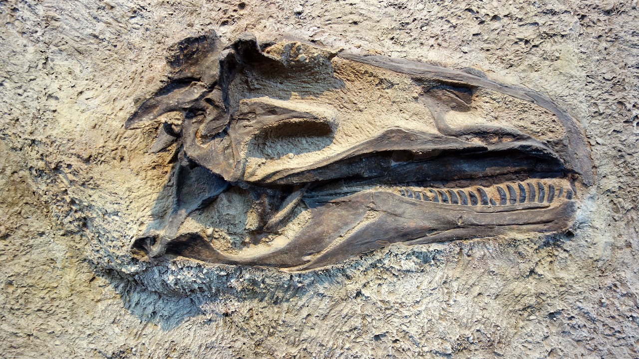 Federal appeals court rules in favor of ranch owner in dinosaur fossil case