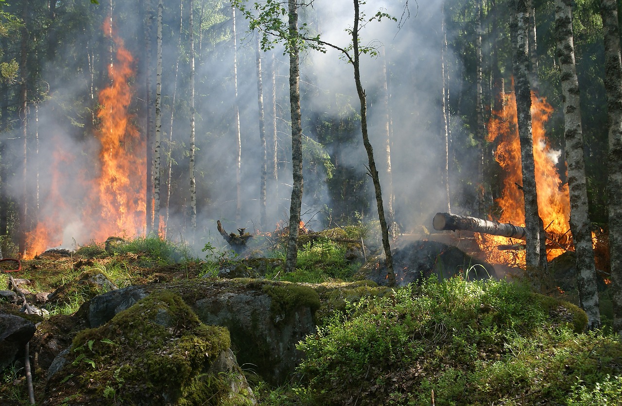 Peru dispatch: wave of forest fires prompts push for new legal framework to facilitate prevention and control