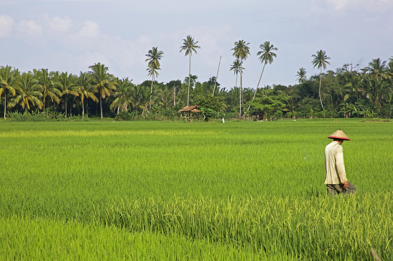 UN outlines plan to combat corruption within Indonesia palm oil industry